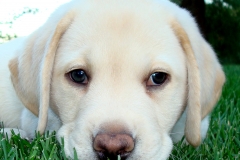 scout_puppy_grass