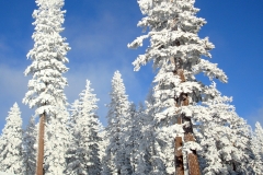 snow_tree_1