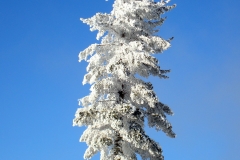 snow_tree_2