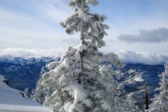 snow_tree_over_valley